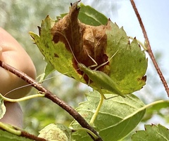 Oecanthus