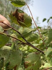 Oecanthus