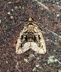 Protodeltote muscosula