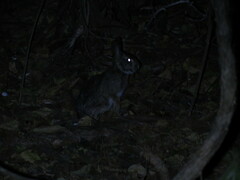 Sylvilagus brasiliensis