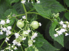 Schizomyia eupatoriflorae