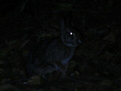 Sylvilagus brasiliensis
