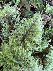 Hylocomium splendens