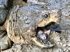 Macrochelys temminckii