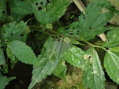 Elatostema cyrtandrifolium