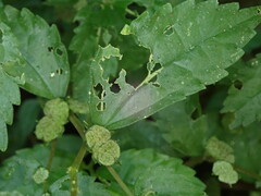 Elatostema cyrtandrifolium