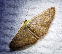 Leptostales pannaria