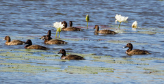 Aythya australis