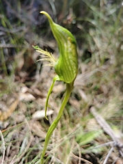 Pterostylis unicornis