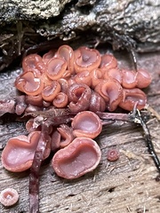 Ascocoryne sarcoides