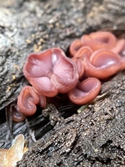 Ascocoryne sarcoides