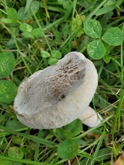 Hypomyces chrysospermus