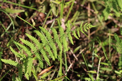 Thelypteris palustris