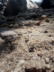Coenobita compressus