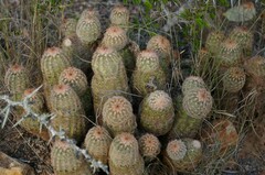 Echinocereus reichenbachii caespitosus