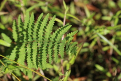 Thelypteris palustris