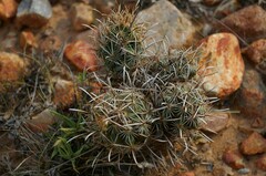 Ancistrocactus scheeri