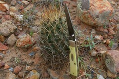 Ancistrocactus scheeri