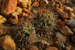 Ancistrocactus scheeri