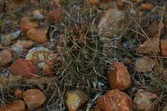 Ancistrocactus scheeri