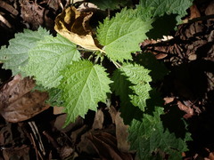 Urtica thunbergiana