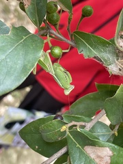 Hierodula patellifera