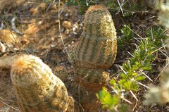 Echinocereus reichenbachii caespitosus