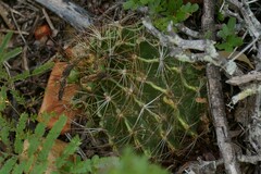Hamatocactus setispinus