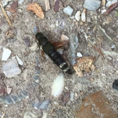 Platydracus fulvipes