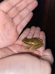 Boana pulchella