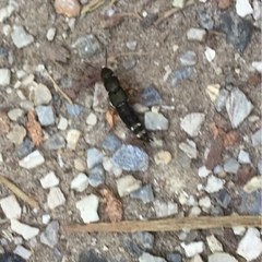 Platydracus fulvipes