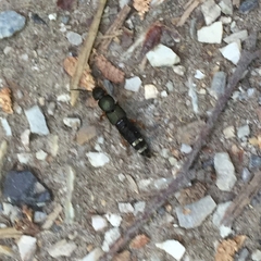 Platydracus fulvipes