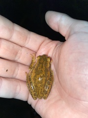 Boana pulchella