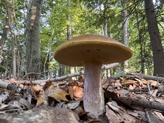 Aureoboletus innixus
