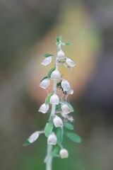 Scutellaria integrifolia