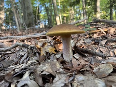 Aureoboletus innixus