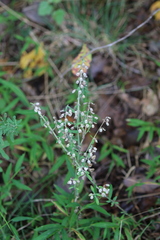 Scutellaria integrifolia