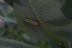 Danaus plexippus plexippus