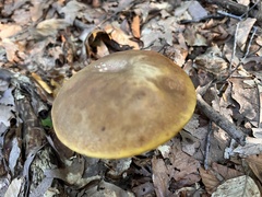 Aureoboletus innixus