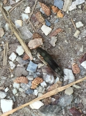 Platydracus fulvipes