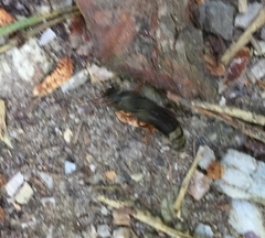 Platydracus fulvipes