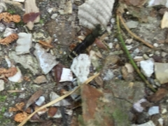 Platydracus fulvipes