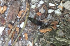 Platydracus fulvipes