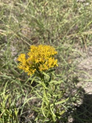 Euthamia leptocephala