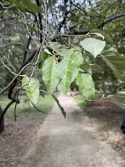Elaeagnus multiflora