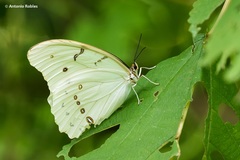 Morpho polyphemus polyphemus