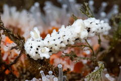 Aegires albopunctatus