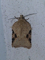 Acleris subnivana