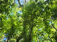 Phytolacca dioica