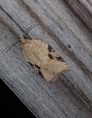 Acleris subnivana